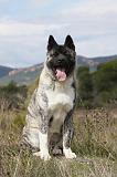 AKITA AMERICAIN 379